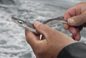 It’s said dogfish have no predators, but this newborn wiggled free of a cod on a long range Viking Star wreck trip. 