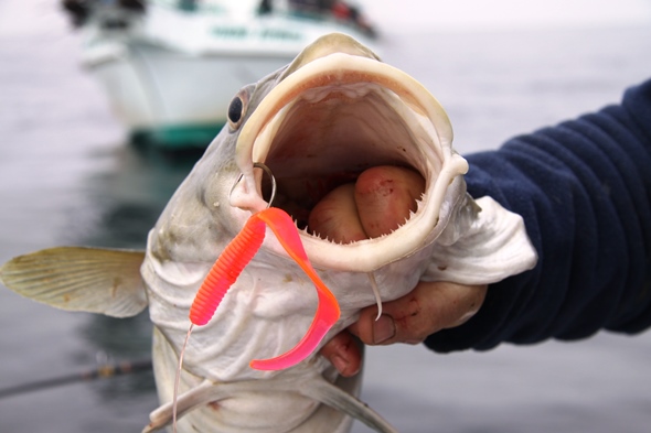 With a huge mouth that sports small but sufficient teeth, cod can chow down on big globs of soft bait or grasp swimming baitfish like herring, mackerel and sand eels. Don’t underestimate their willingness to enjoy a varied diet.