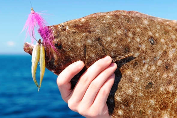 Under the new regional approach to fluke management for 2014, New York anglers are very much looking forward to the summer flounder season getting underway.