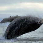 Tanaku-Lodge-Breaching-Whale-Alaska-590x442-web-otc