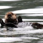 Tanaku-Lodge-Sea-Otter-Alaska-590x442-web-otc